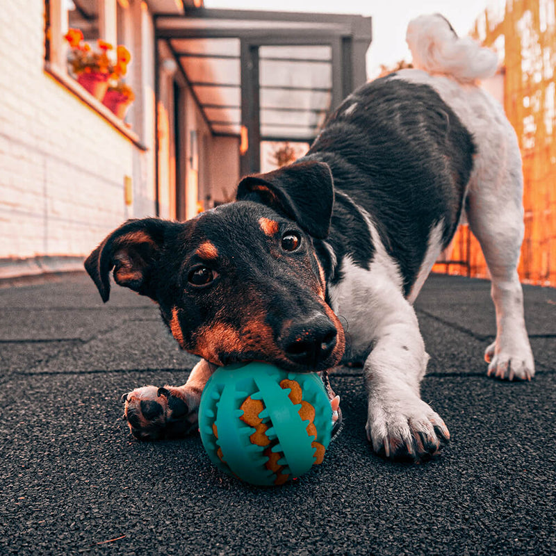 Bolinha Interativa DogHappy (2 funçoes Porta Petiscos / Limpeza Bucal)